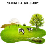 Nature Hatch - Dairy