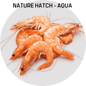 Nature Hatch - AQUA