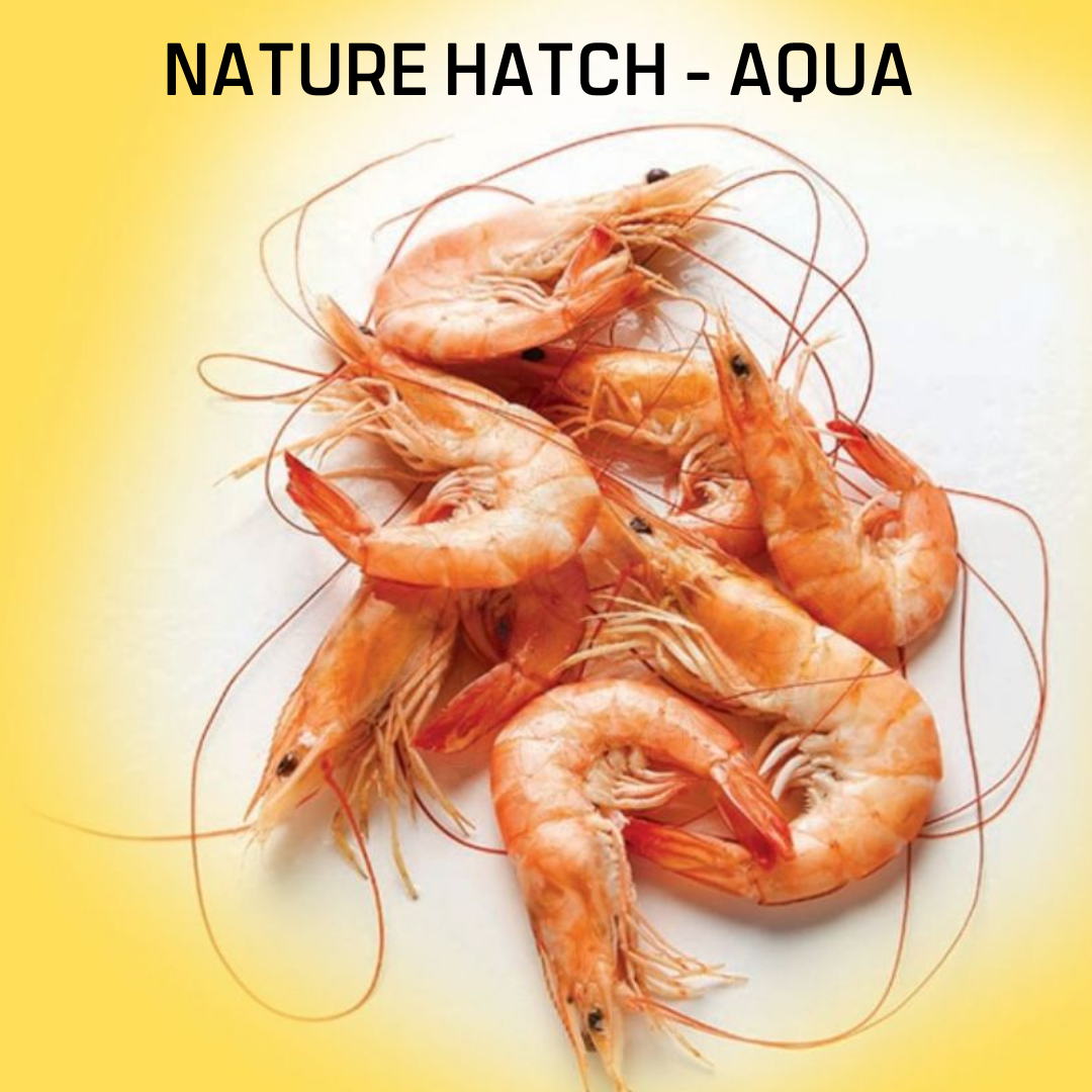 Nature Hatch - AQUA - Image 4
