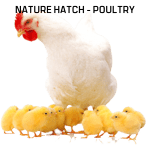 Nature Hatch Poultry