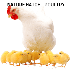 Nature Hatch Poultry