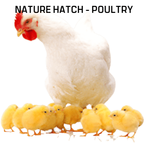 Nature Hatch Poultry