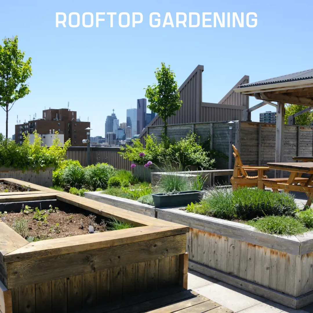 Rooftop Gardening - Image 5