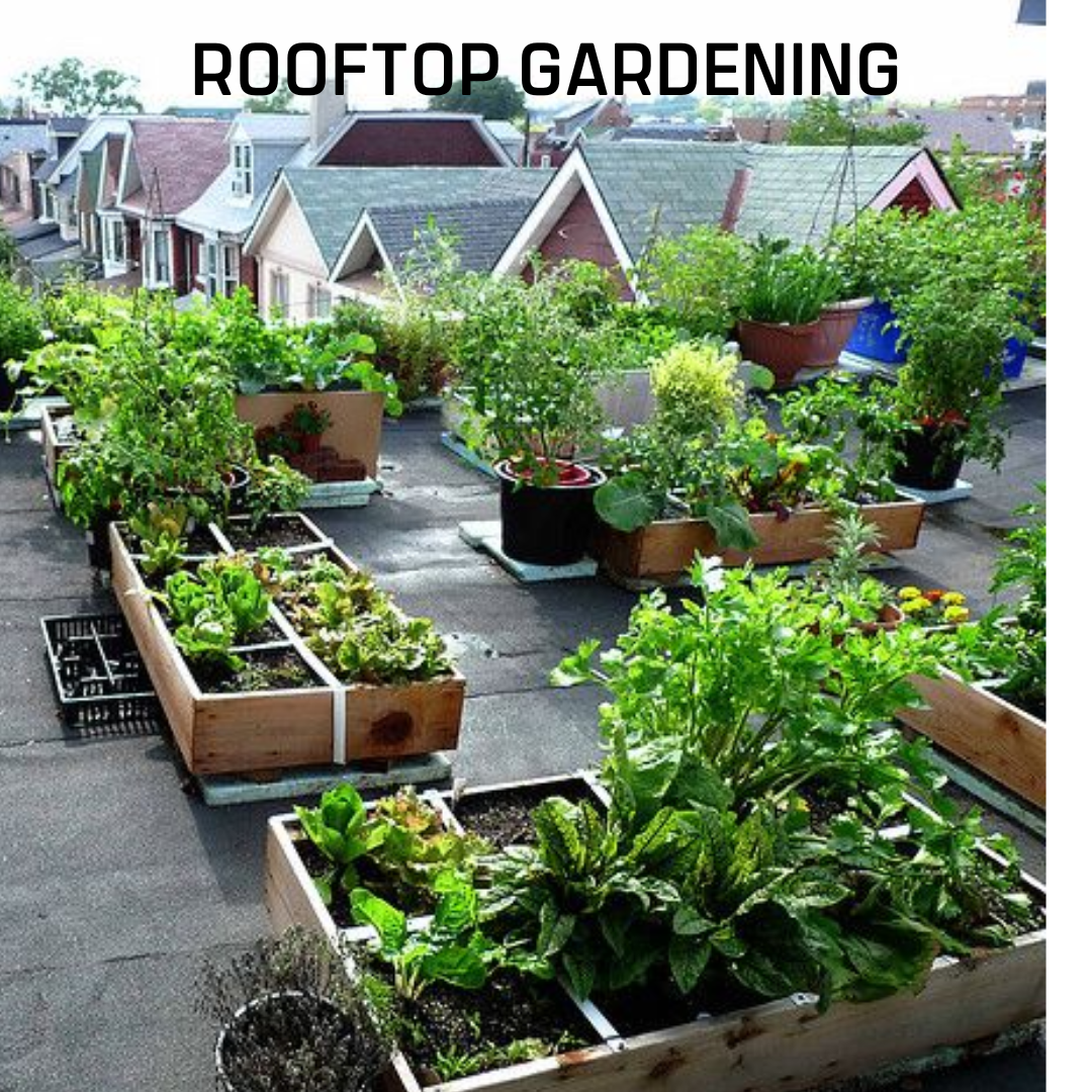 Rooftop Gardening - Image 4