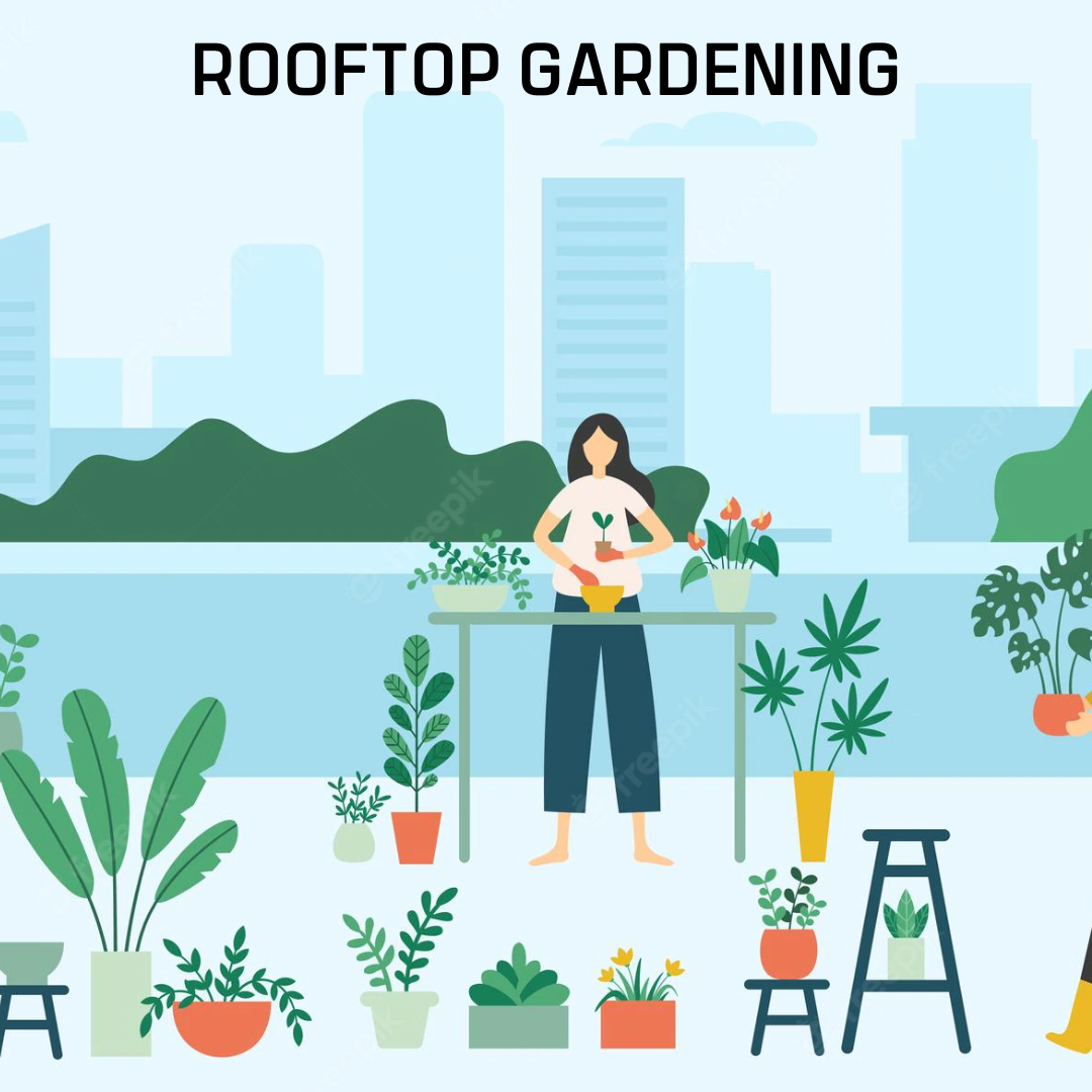 Rooftop Gardening - Image 3