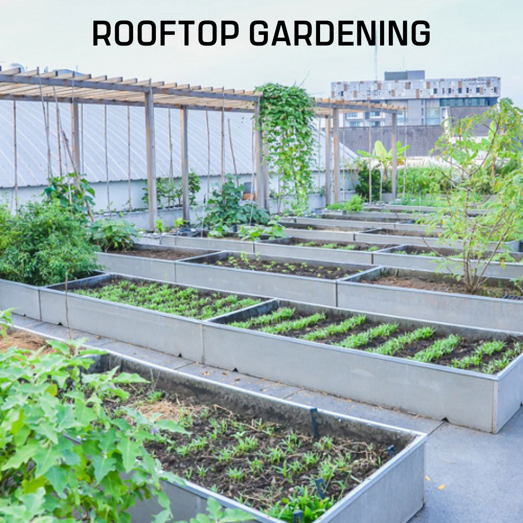 Rooftop Gardening - Image 2