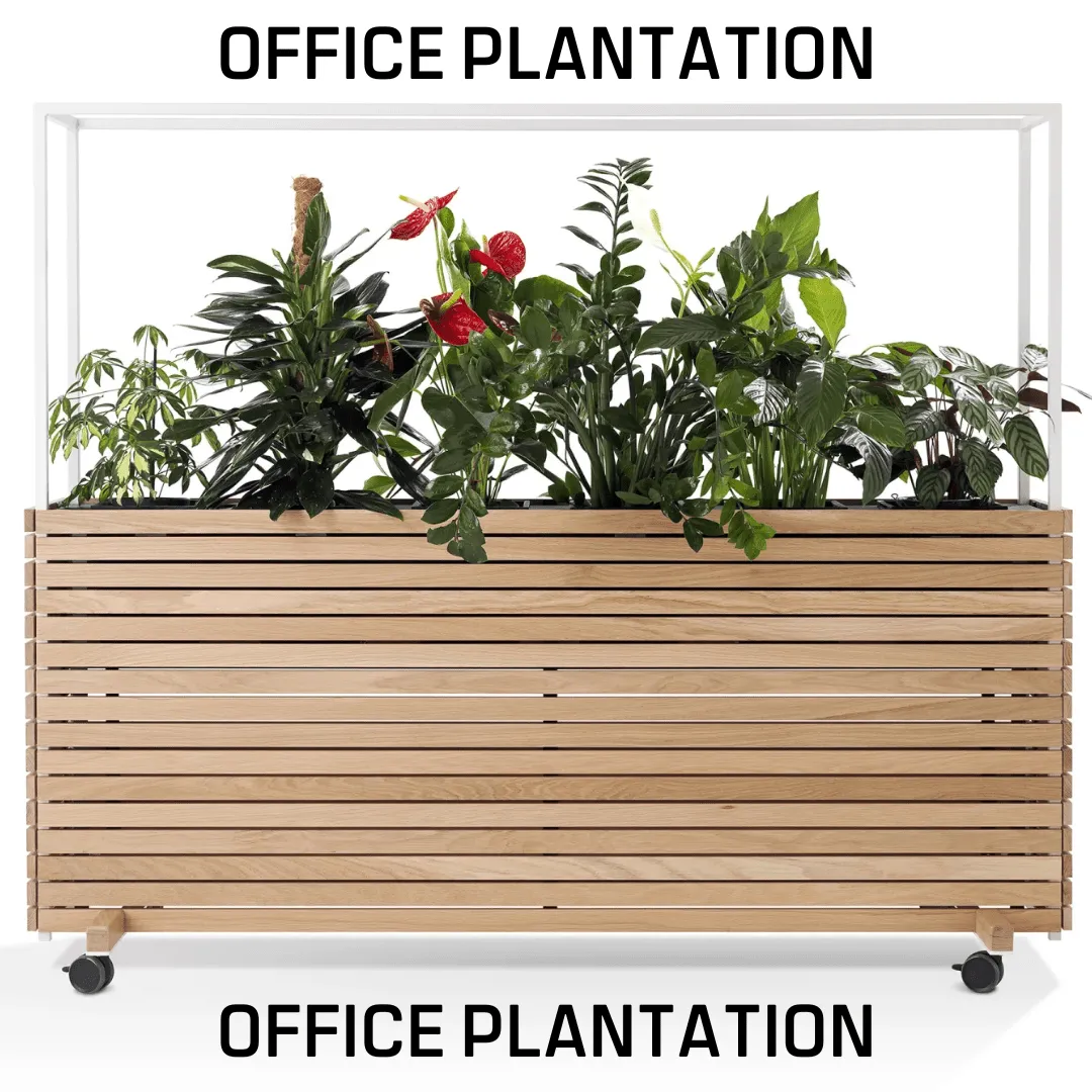 Office Plantation - Image 4
