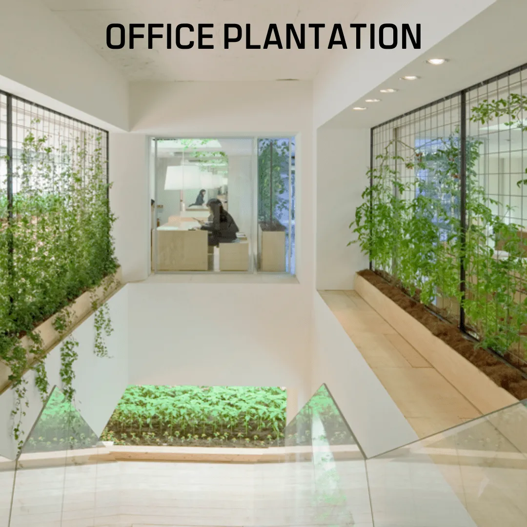 Office Plantation - Image 3