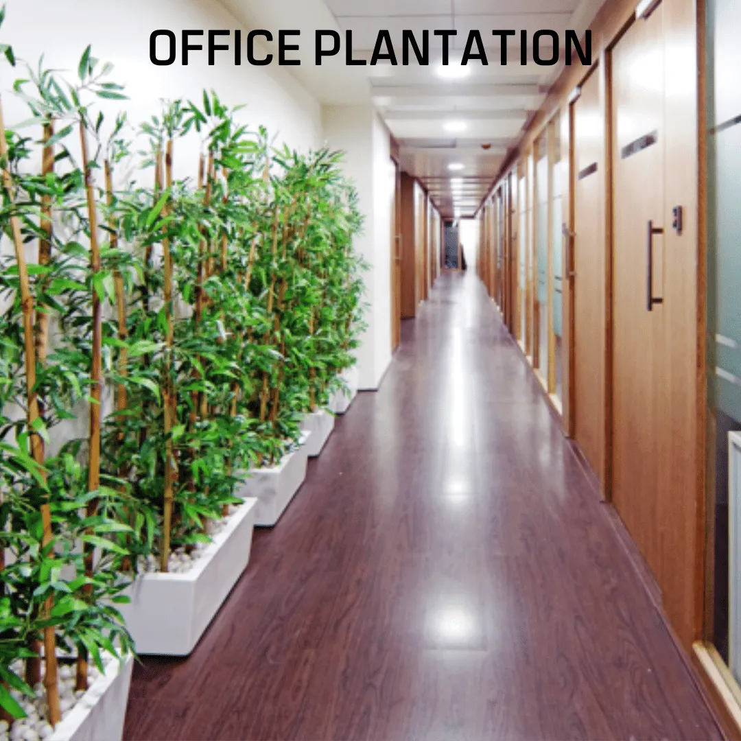 Office Plantation - Image 6