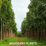 Mahogany