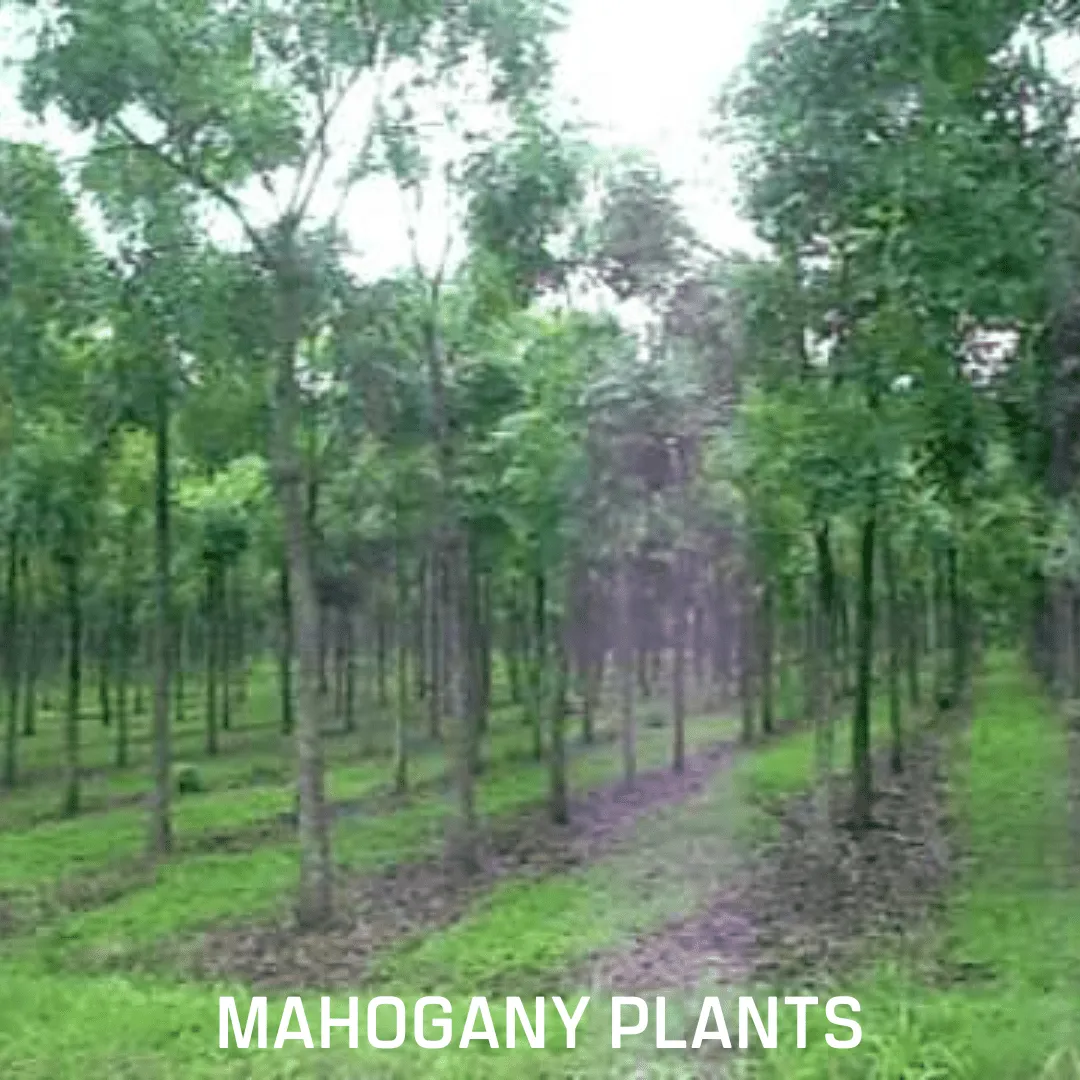 Mahogany - Image 2