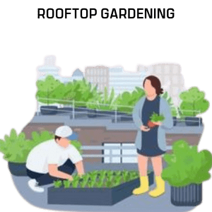 Rooftop Gardening