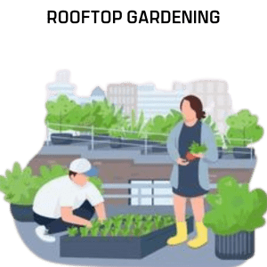 Rooftop Gardening