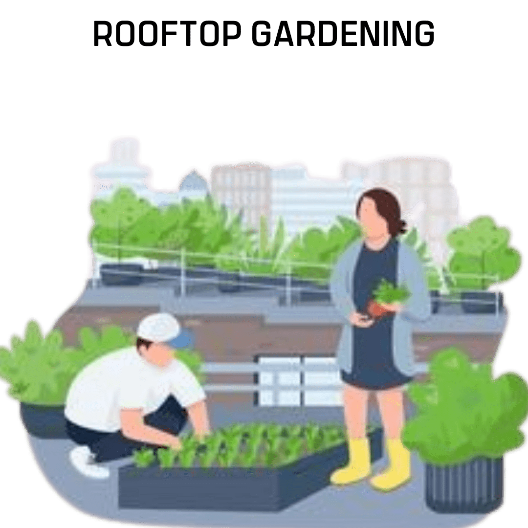 Rooftop Gardening